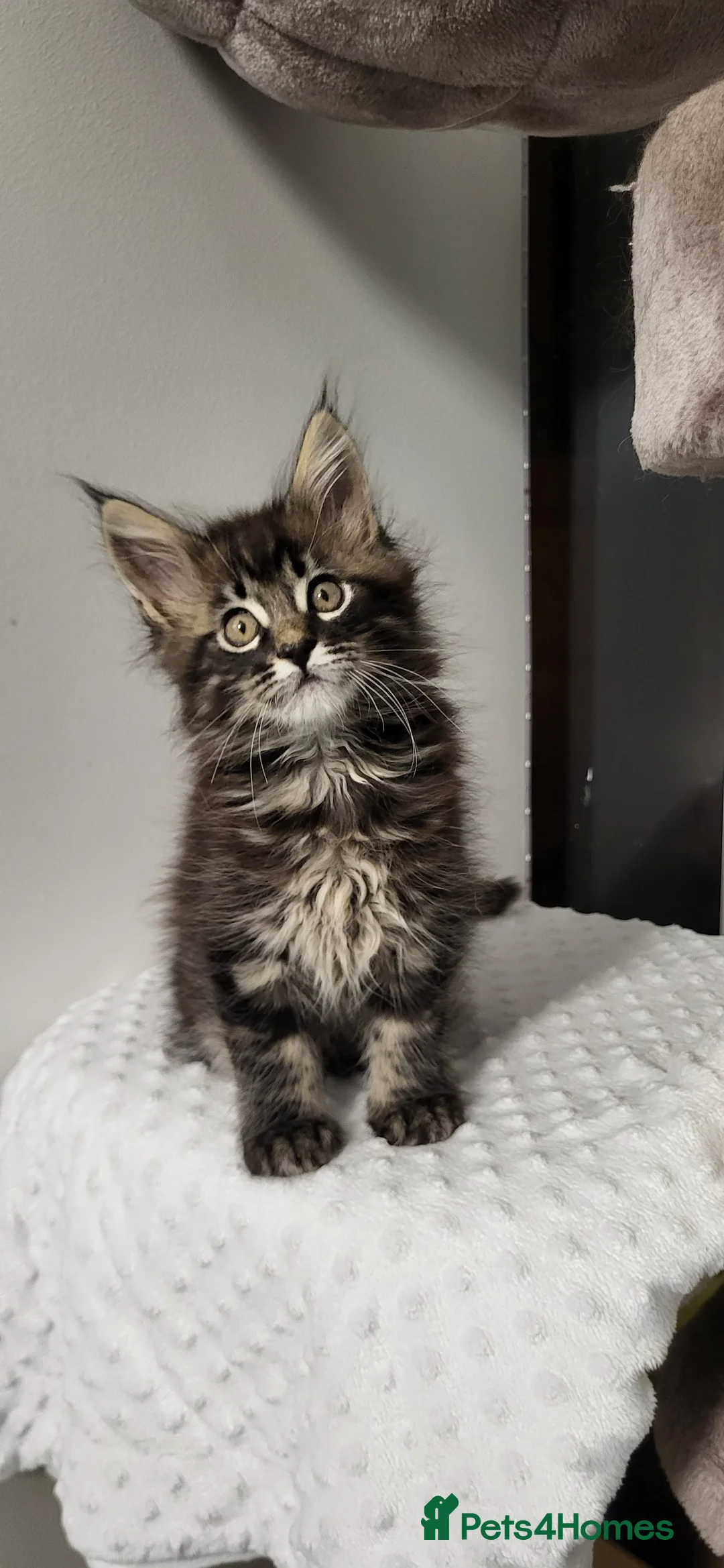 Maine Coon cats for sale: GCCF - Maine Coon Kittens - Advert 22