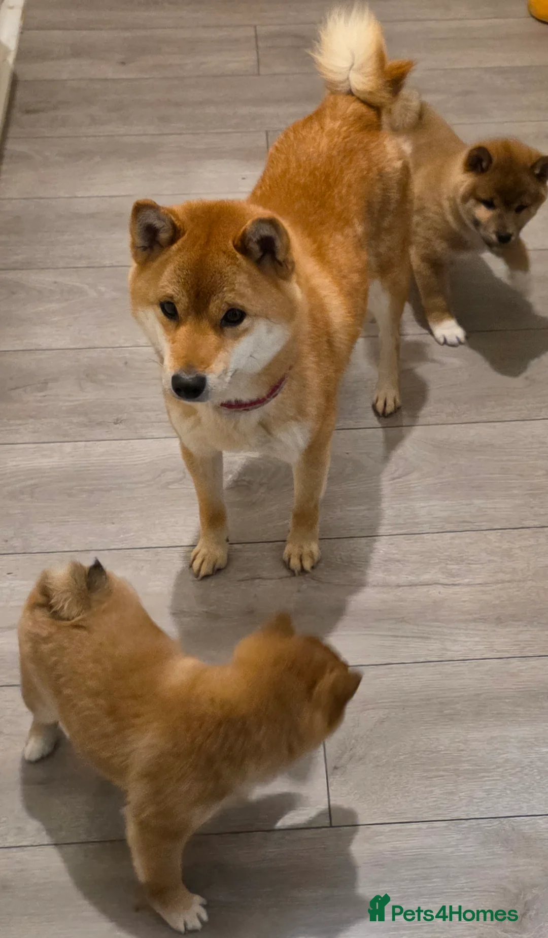 Japanese Shiba Inu dogs for sale: Healthy shiba inus last girl  - Advert 5