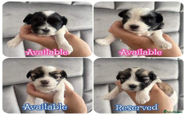 Maltipoo dogs - Advert 4