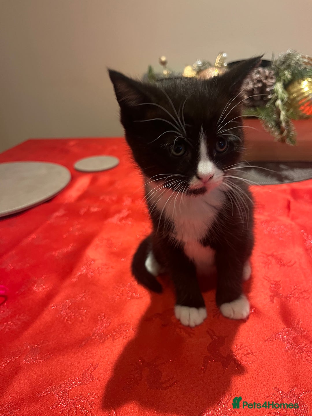 Maine Coon cats for sale: Main coon cross bread  - Advert 15