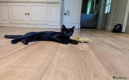 Mixed Breed cats for sale: 4 mixed breed kittens  in Shrewsbury - Image 4