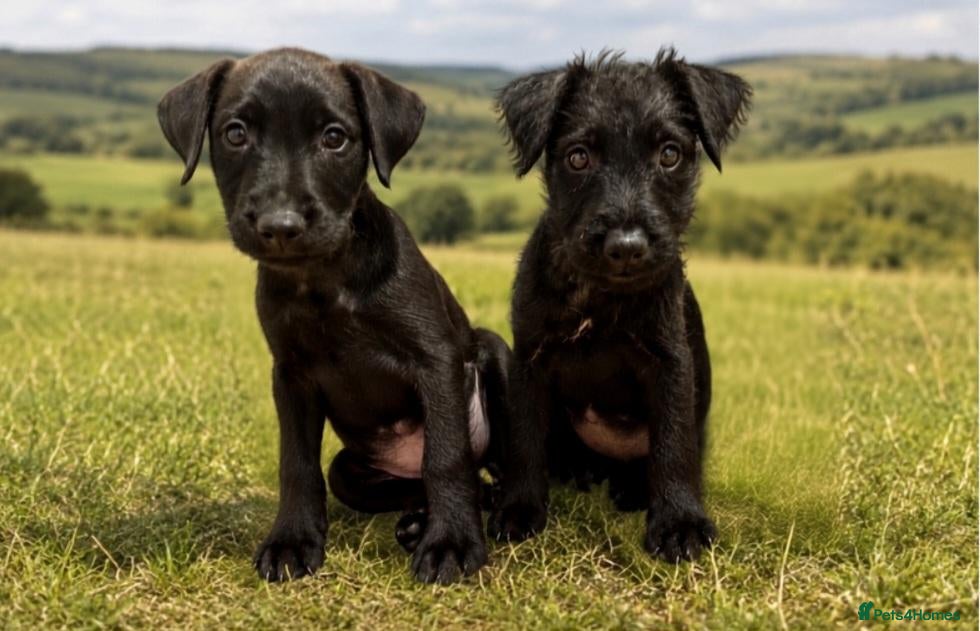 Mixed Breed dogs Terrier Bitch Puppies  - Advert 10