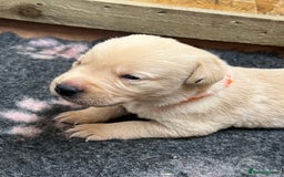 Labrador Retriever dogs for sale: Labrador puppies for sale  - Image 6