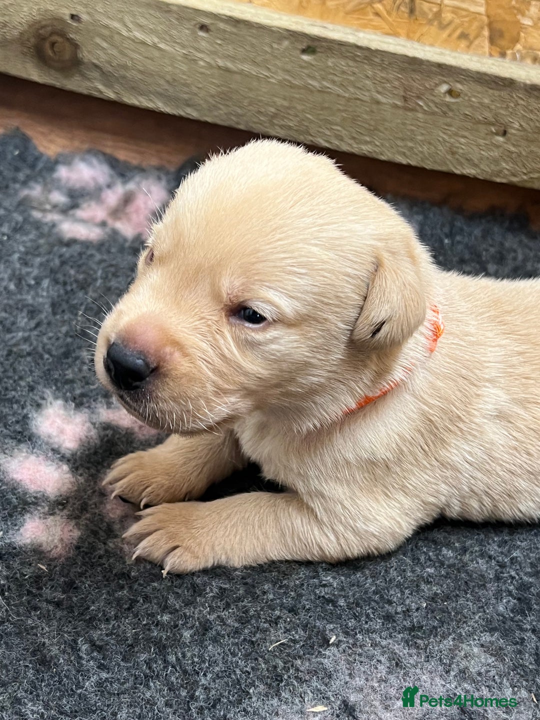 Labrador Retriever dogs for sale: Labrador puppies for sale  - Image 6