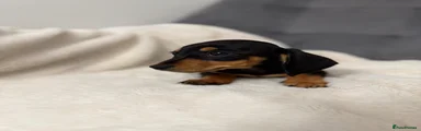 Miniature Dachshund 2