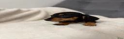 Miniature Dachshund dogs for sale: ** KC reg stunning Mini Dachshund Champ puppies ** - Advert 10
