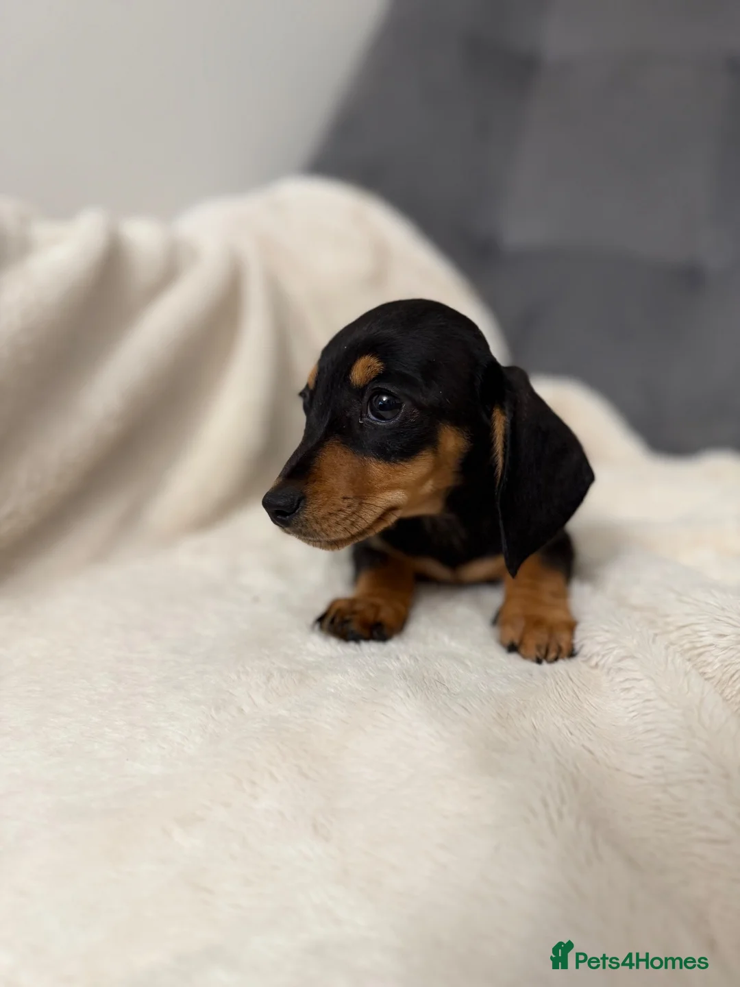 Miniature Dachshund dogs for sale: ** KC reg stunning Mini Dachshund Champ puppies ** - Advert 10