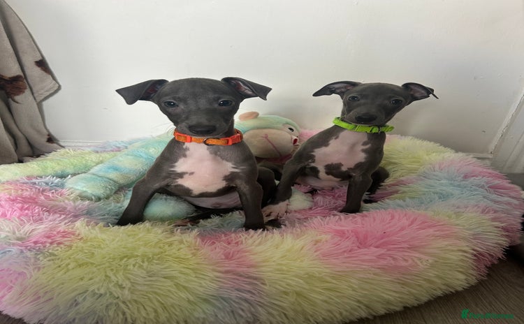 Italian Greyhound dogs - Advert 2