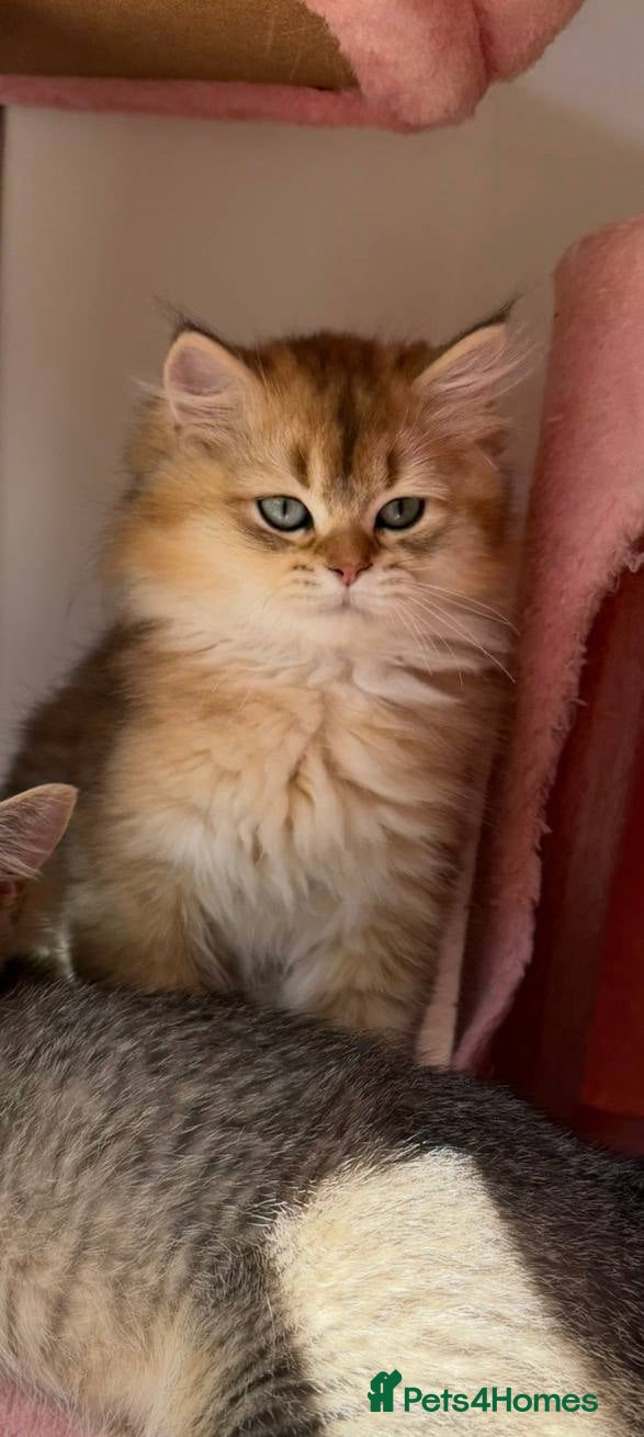 British Longhair cats Stunning Golden & White British Kittens Vaccinated - Advert 14