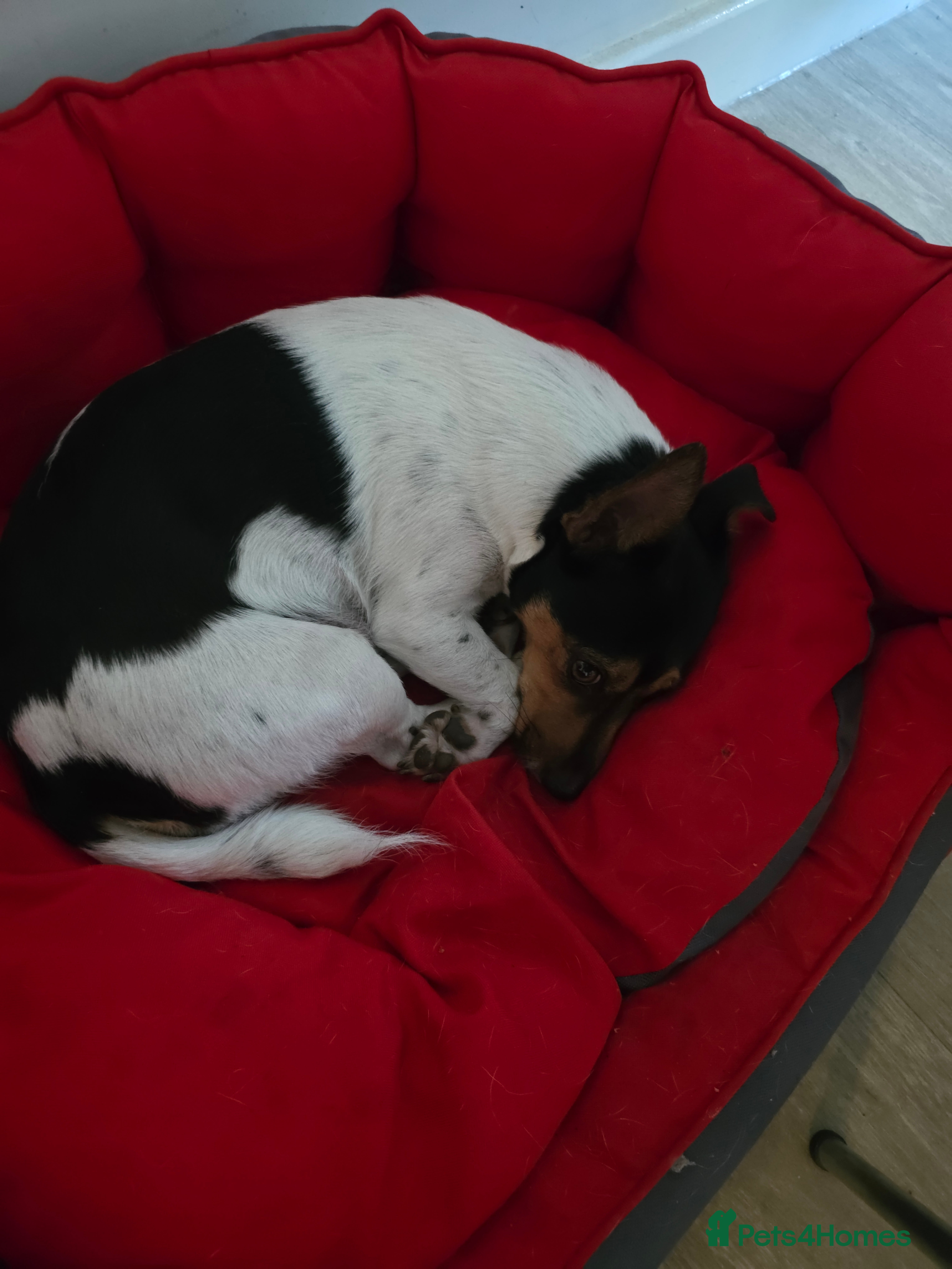 Coco
