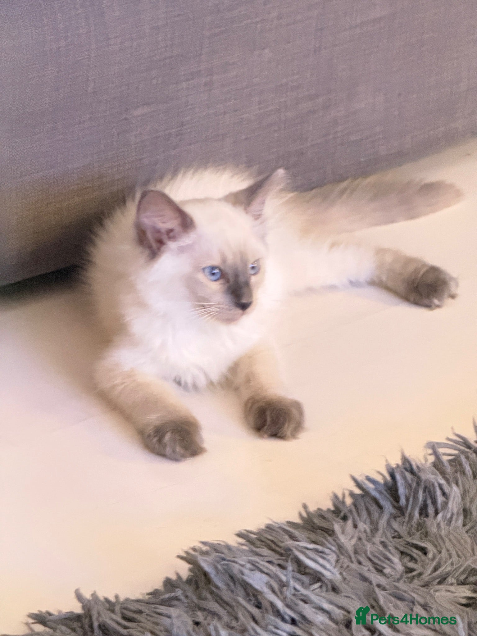 Ragdoll cats *** 3 Male 1 Female Blue Point Ragdoll Kittens *** - Advert 15