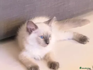 Ragdoll cats *** 3 Male 1 Female Blue Point Ragdoll Kittens *** - Advert 15