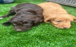 Cockapoo dogs for sale: ⭐️ 7 beautiful cockapoo puppies ⭐️  - Image 10
