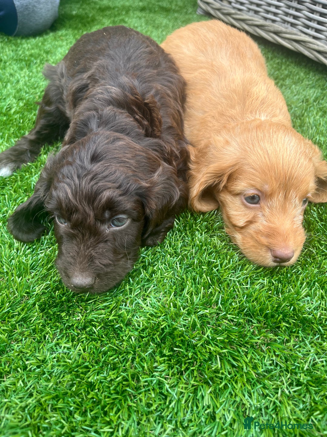 Cockapoo dogs for sale: ⭐️ 7 beautiful cockapoo puppies ⭐️  - Image 10
