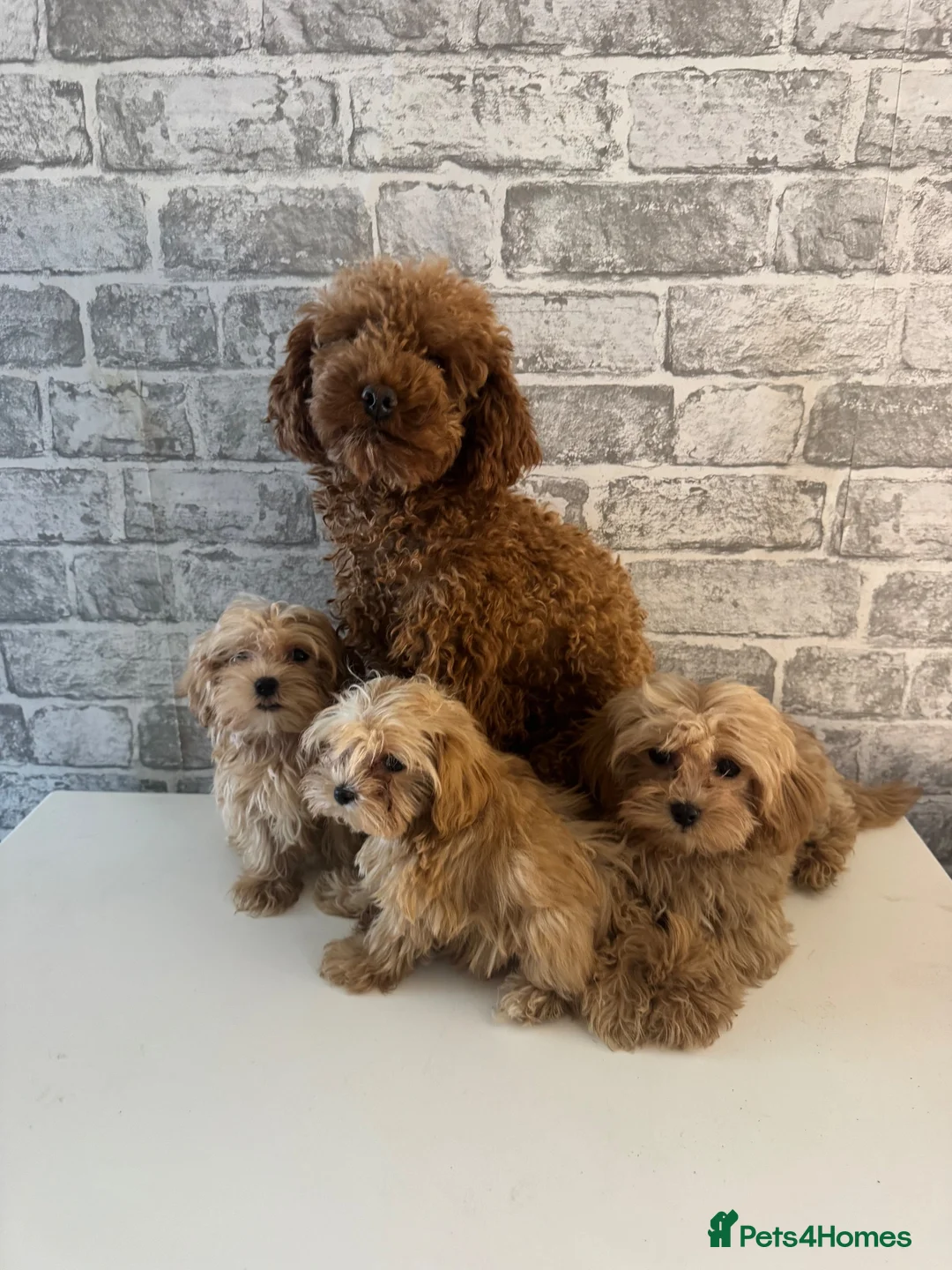 Maltipoo dogs for sale: Red Korean maltipoos 3x males tiny  - Advert 8