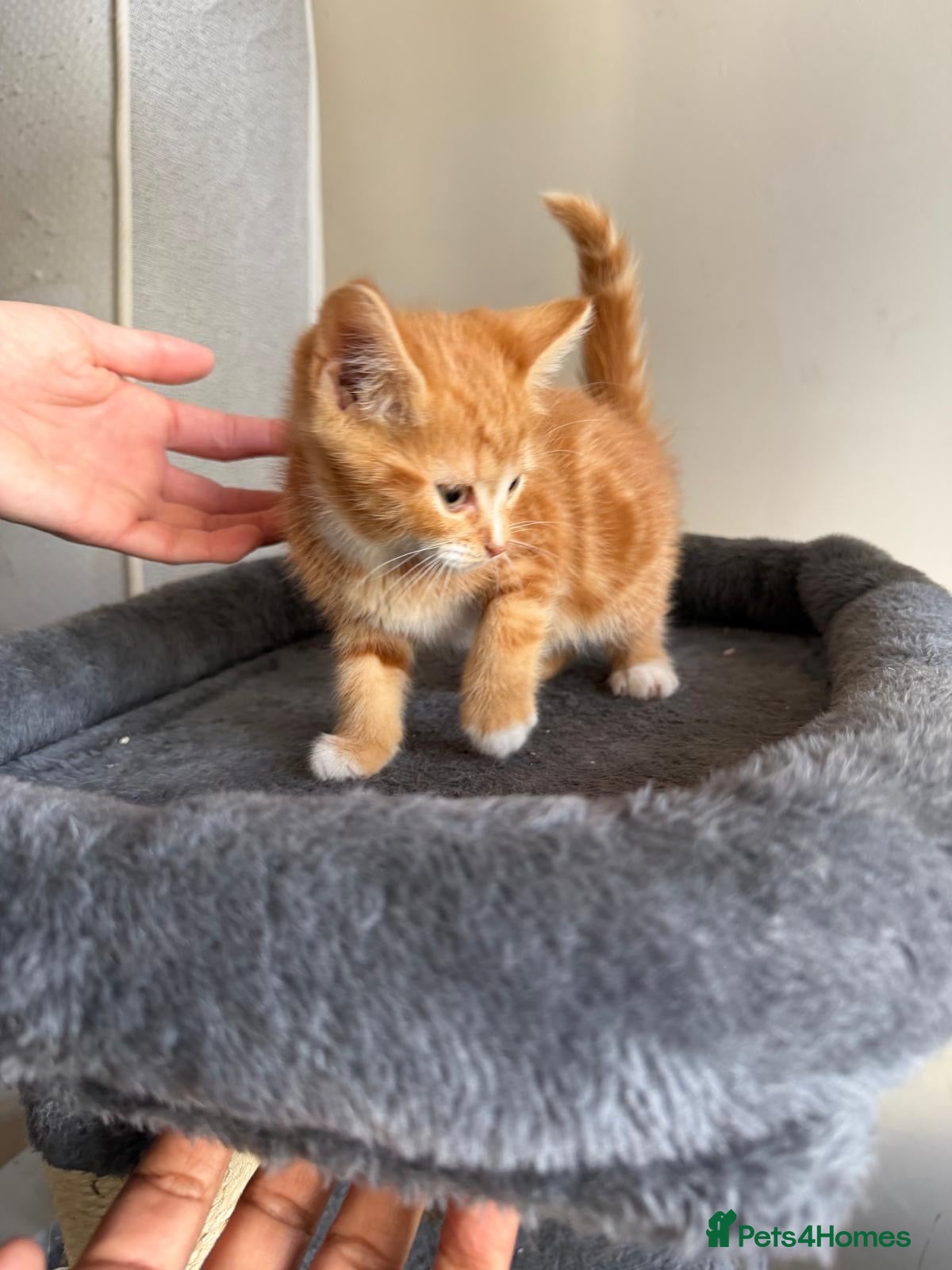 Mixed Breed cats Kittens  - Advert 1