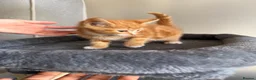 Mixed Breed cats for sale: Kittens  - Advert 1