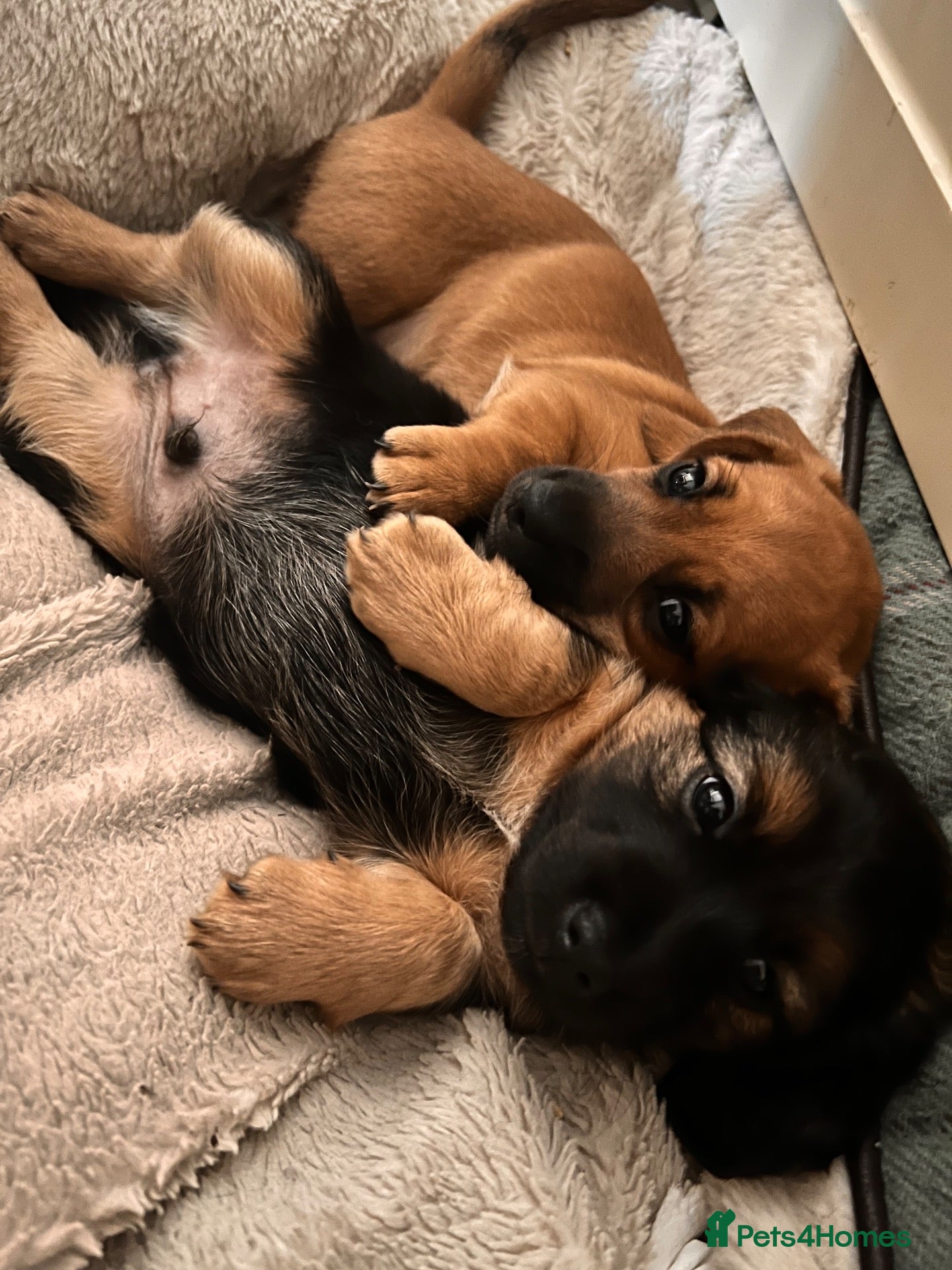 Mixed Breed dogs Miniature Daschund x 1/8th Border Terrier Puppies - Advert 2
