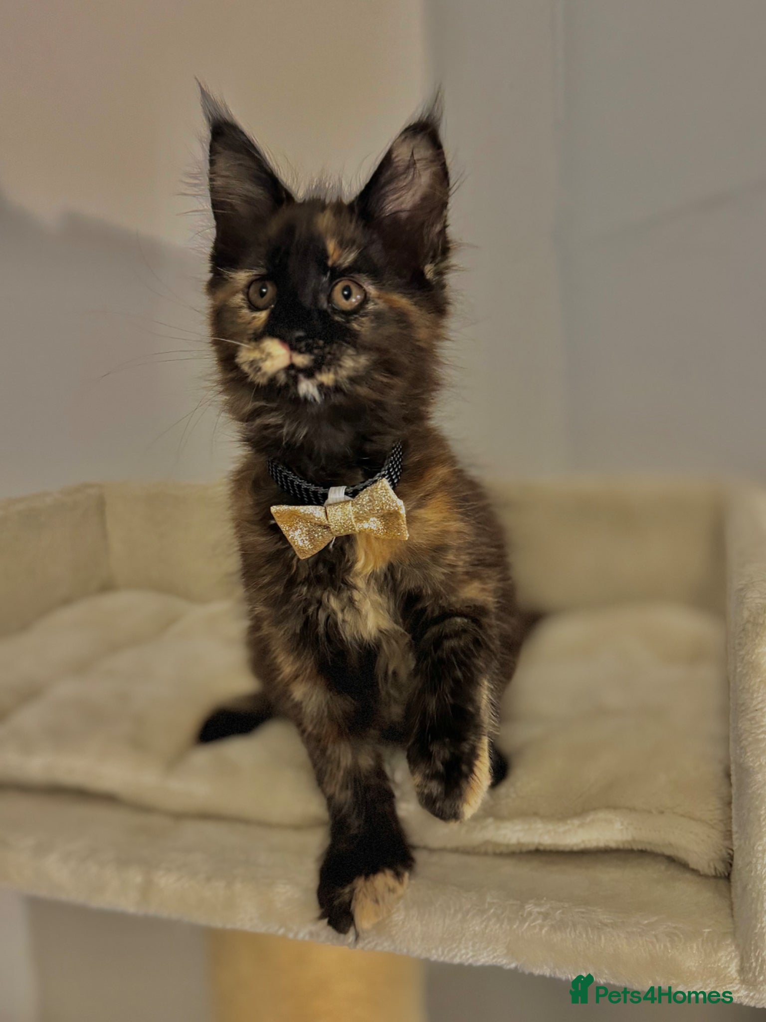 Maine Coon cats 2 Beautiful Mainecoon kittens left! - Advert 1