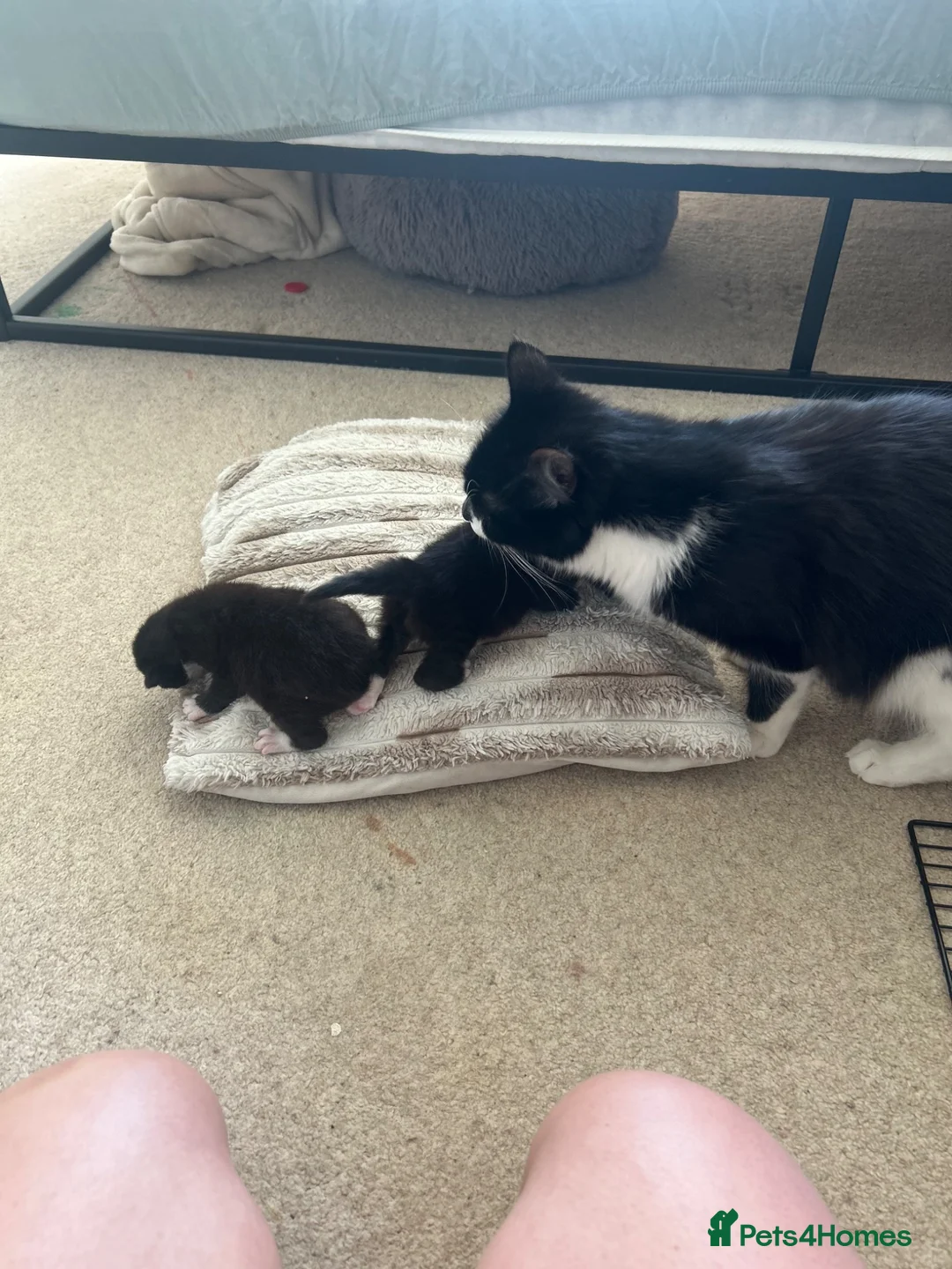 Mixed Breed cats for sale: 2 beautiful kittens for sale  - Advert 19