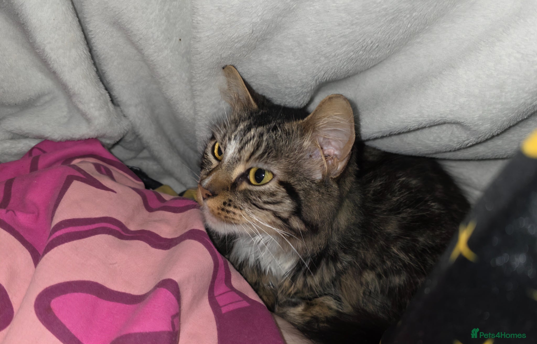 Mixed Breed cats 8 month old female longhair kitten - Advert 4