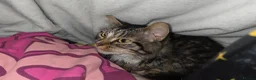 Mixed Breed cats for sale: 8 month old female longhair kitten in Lewes - Advert 1