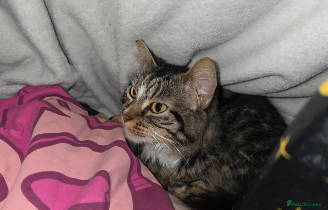 Mixed Breed cats for sale: 8 month old female longhair kitten in Lewes - Advert 1