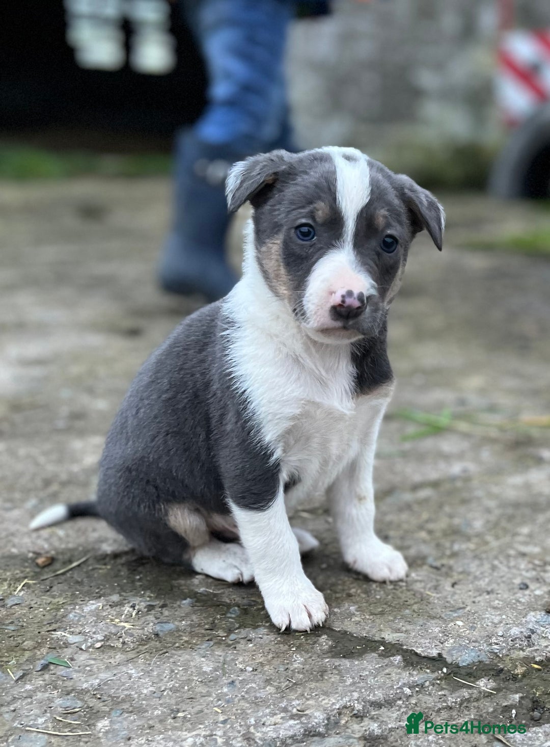 Border Collie dogs for sale: Sheepdog puppies  - Advert 1