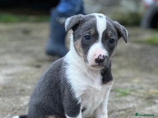 Border Collie dogs Sheepdog puppies - Advert 2