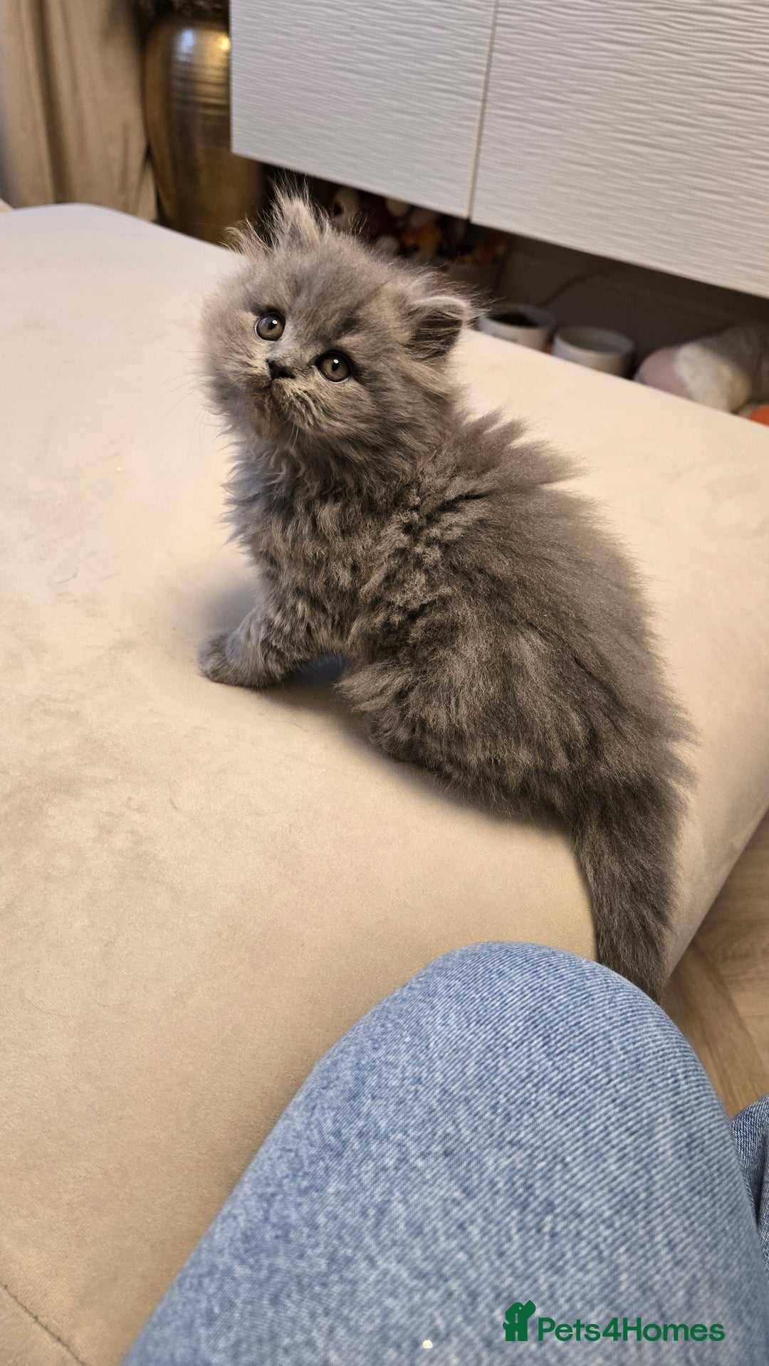 British Shorthair cats for sale: 💫RARE💫 BLACK SMOKE FEMALE & BLUE LONGHAIR MALE  - Advert 11