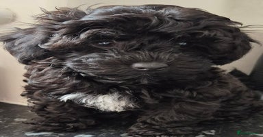 Toy Poodle dogs - Advert 8