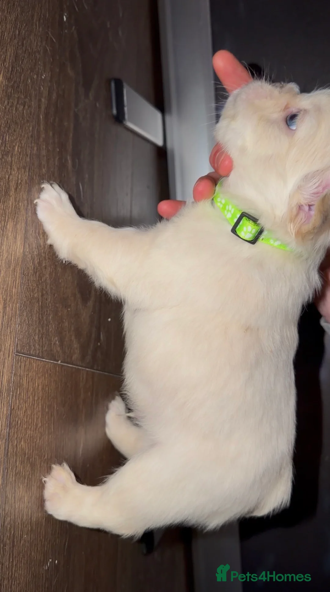 French Bulldog dogs for sale: Top quality fluffy Frenchbulldogs - Advert 9