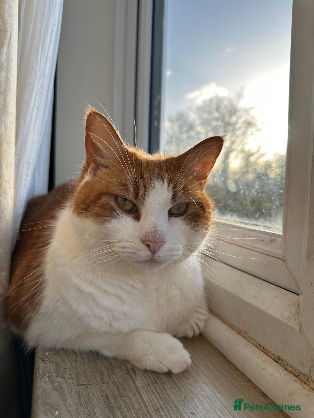 Domestic Shorthair cats for sale: Momie the Foodie - Advert 22