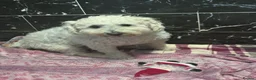 West Highland Terrier dogs for sale: We are looking for loving family  in Swadlincote - Advert 2