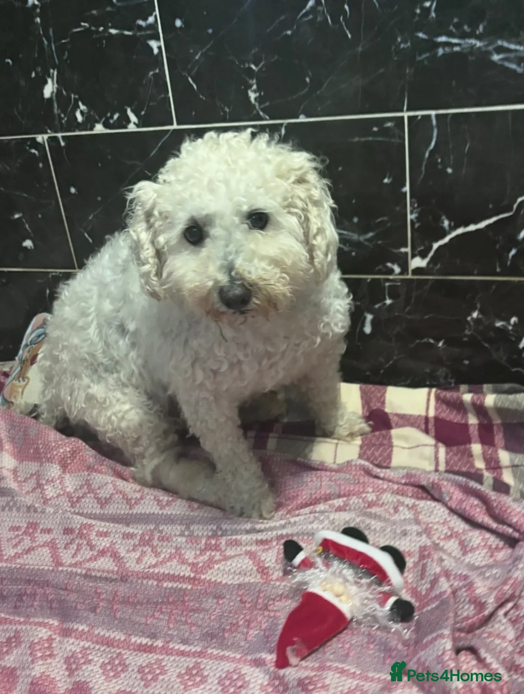 West Highland Terrier dogs for sale: We are looking for loving family  in Swadlincote - Advert 2