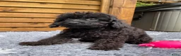 Cockapoo dogs for sale: Tiny Toy F1B Cockapoos. FULLY VAX’D! LAST 2 BOYS!! - Advert 34