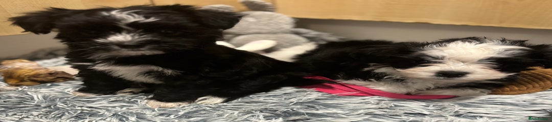 Mixed Breed Puppy 2
