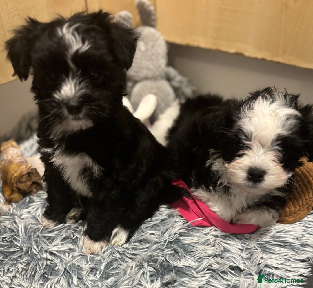 Mixed Breed dogs for sale: READY NOW,super cute maltese/chinese crested pups - Image 11