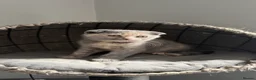 Scottish Fold cats for sale: Sweet Scottish fold kittens ready for best family  in Derby - Advert 16