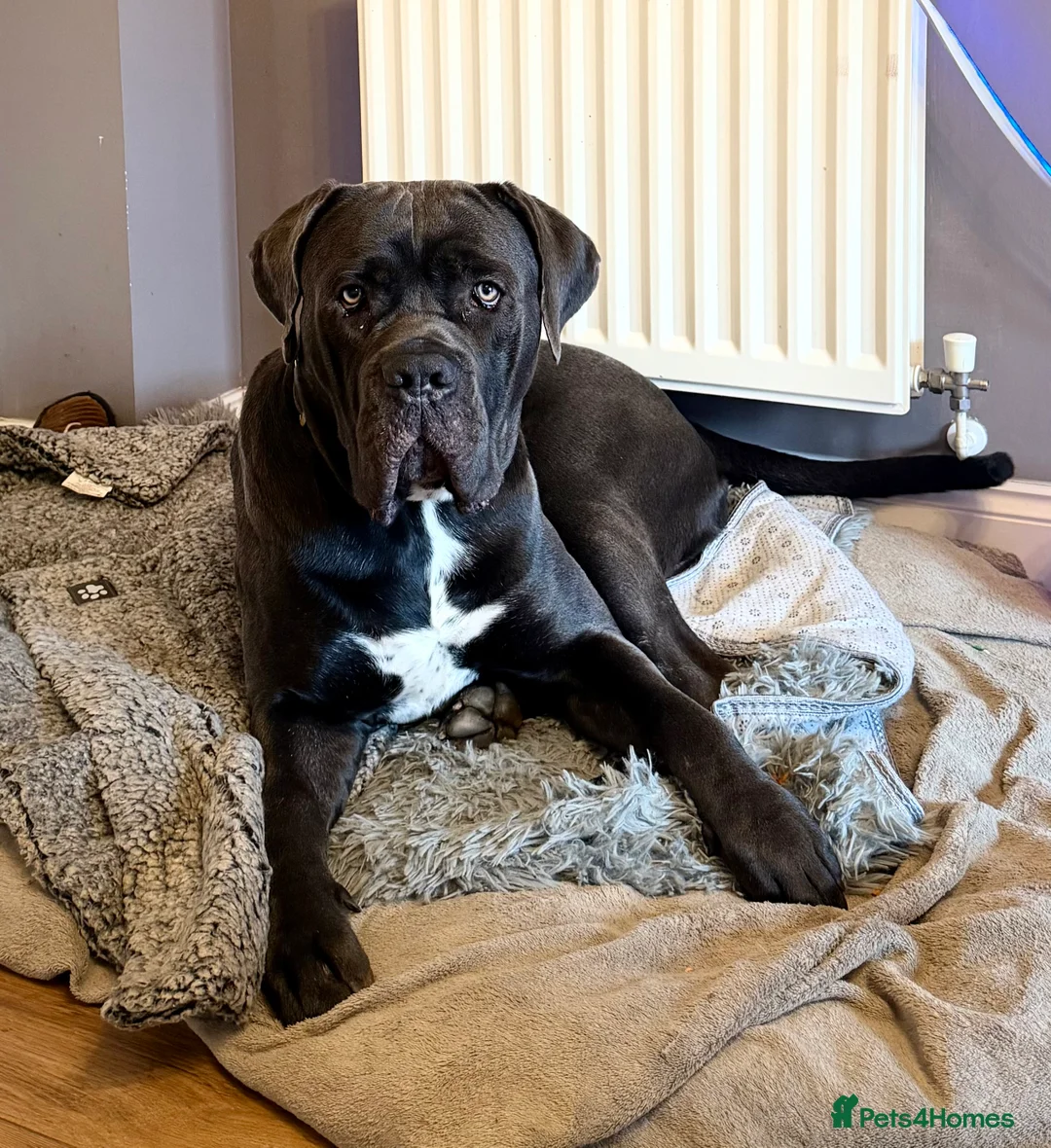 Cane Corso dogs for sale: 💙Cane Corso Boy Seeking Experienced,Loving Home💙 - Advert 2