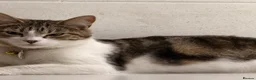 Mixed Breed cats for sale:  ** s.  - Advert 6