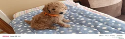 Miniature Poodle dogs for sale: Mini Poodle - Advert 5