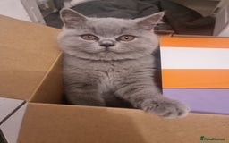 British Shorthair cats for sale: TOP💗 Quality British Shorthair 😻Kittens💋 - Image 8