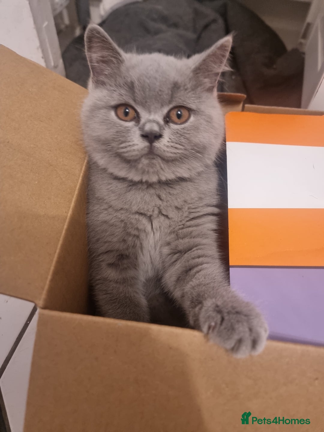 British Shorthair cats for sale: TOP💗 Quality British Shorthair 😻Kittens💋 - Image 8