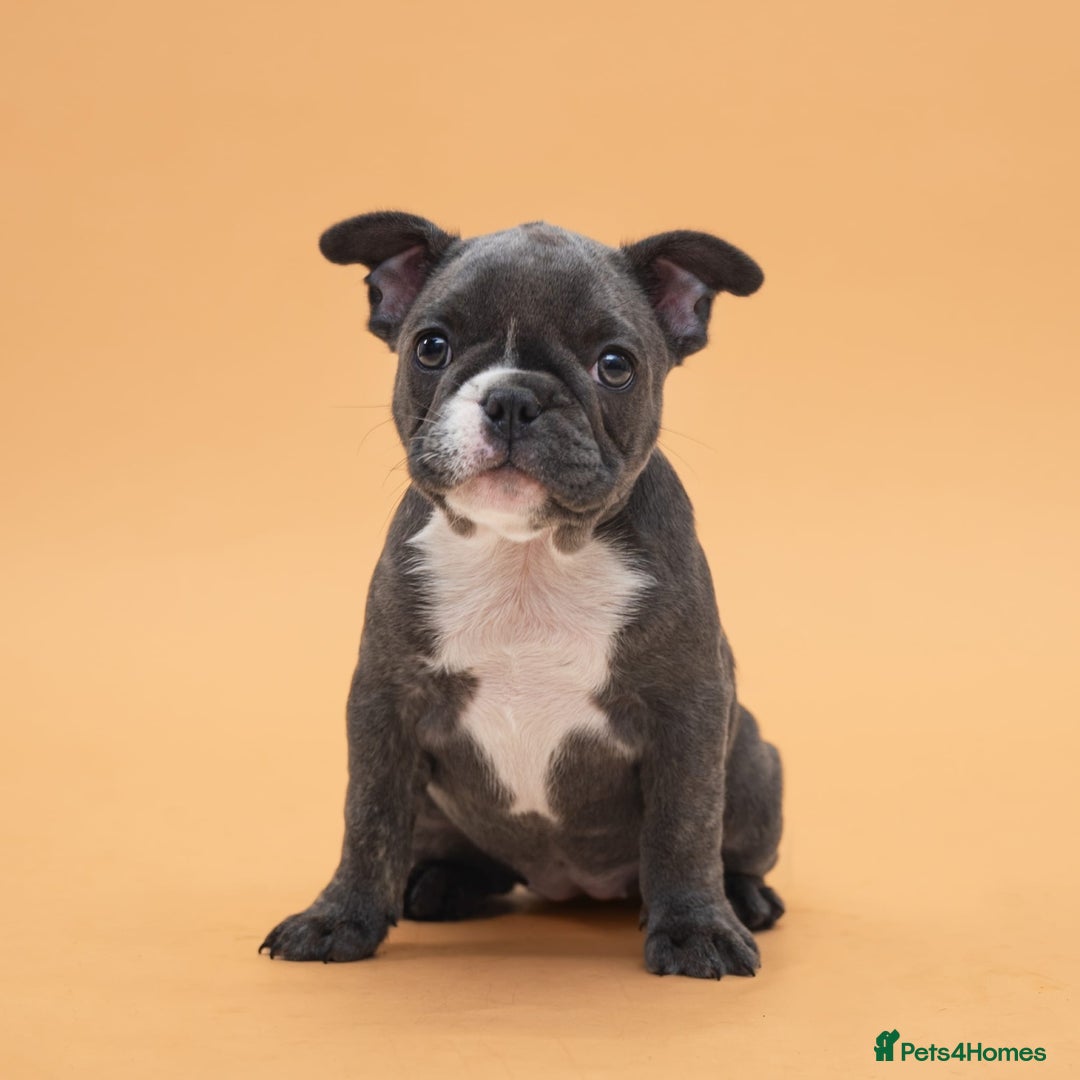 French Bulldog dogs for sale: French bulldog  in Londonderry - Image 14