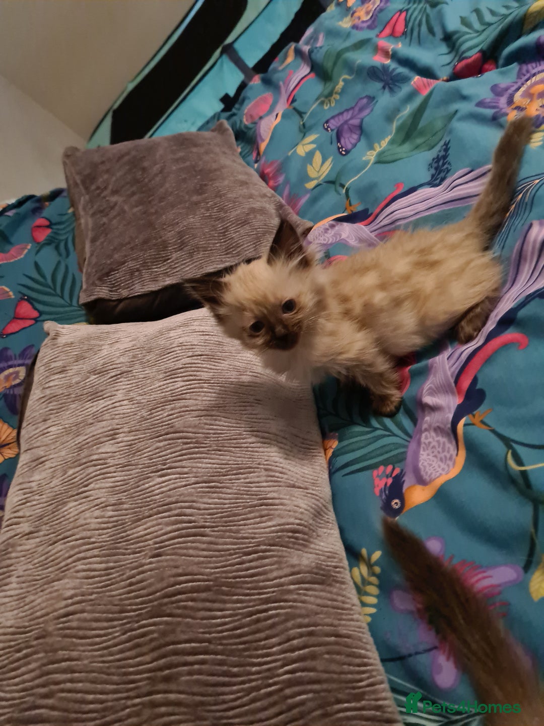 Ragdoll cats for sale: Pure ragdolls kittens  - Image 6