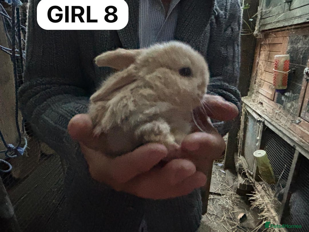 Mini Lop rabbits for sale: Friendly, Handled, Beautiful Baby Bunnies for Sale - Image 33