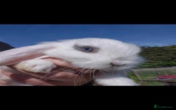 Mini Lop rabbits for sale: mini lop doe - Image 2