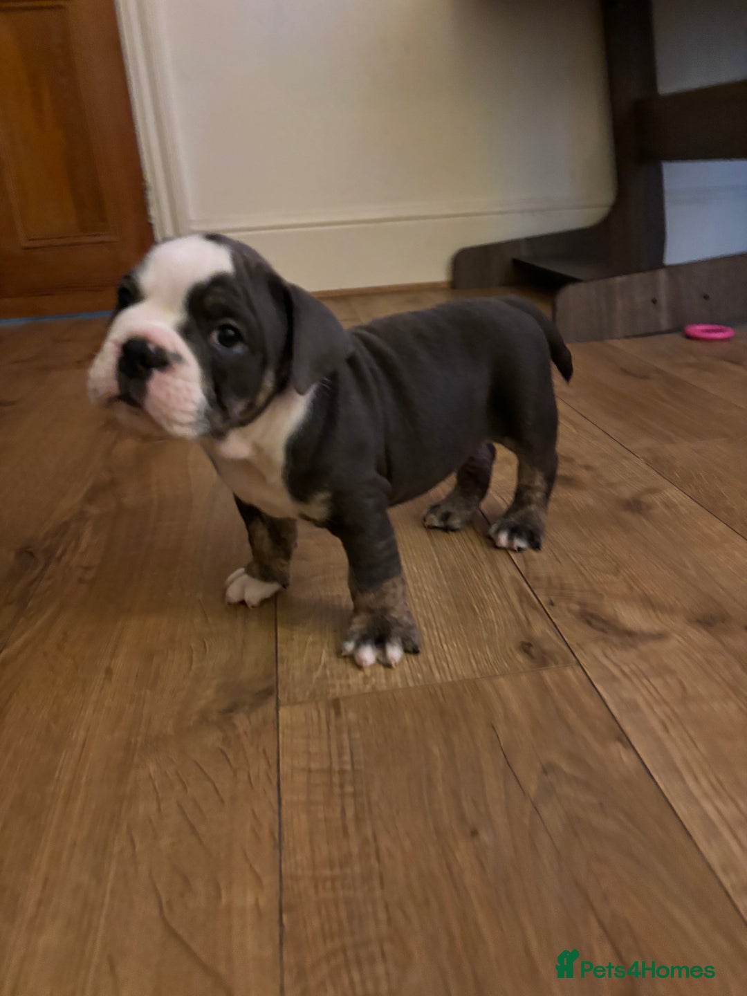Olde English Bulldogge dogs for sale: Olde English bulldogs puppies  - Image 10