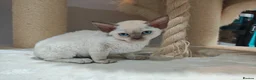 Devon Rex cats for sale: 💖 Pedigree Devon Rex Kitten 💖 - Advert 5